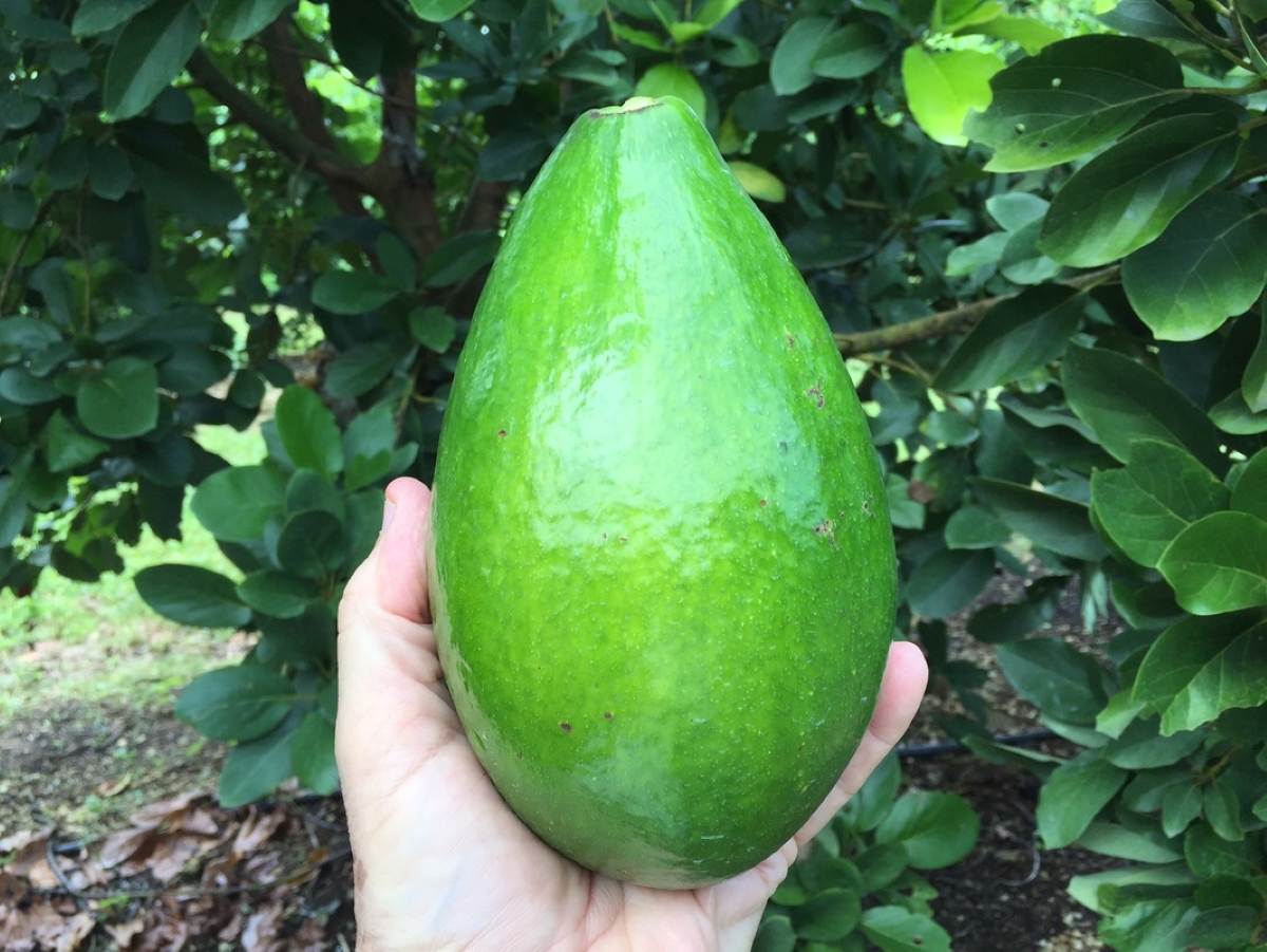 Hand holding large light green avocado fruit.