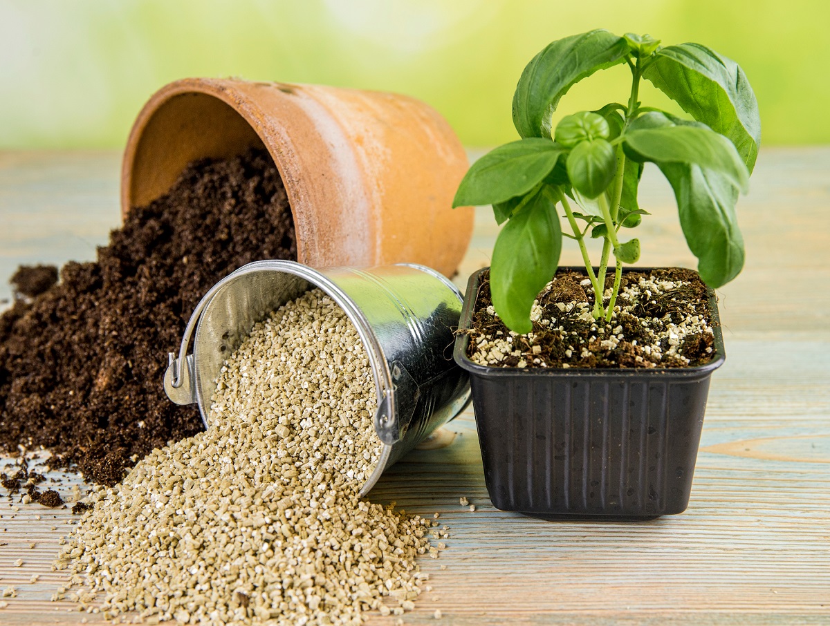 Vermiculite with black gardening soil spilling from pots, with a basil plant in pot.