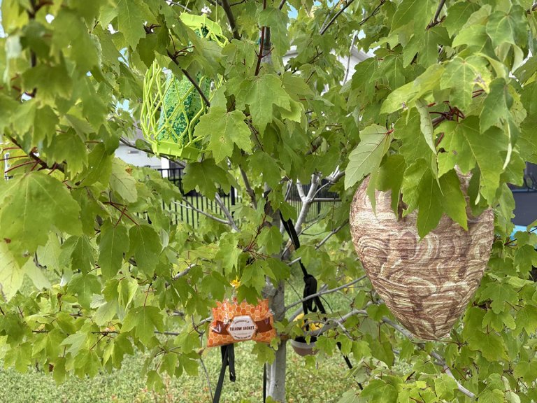 Best Wasp Traps