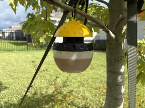 Spectracide wasp trap