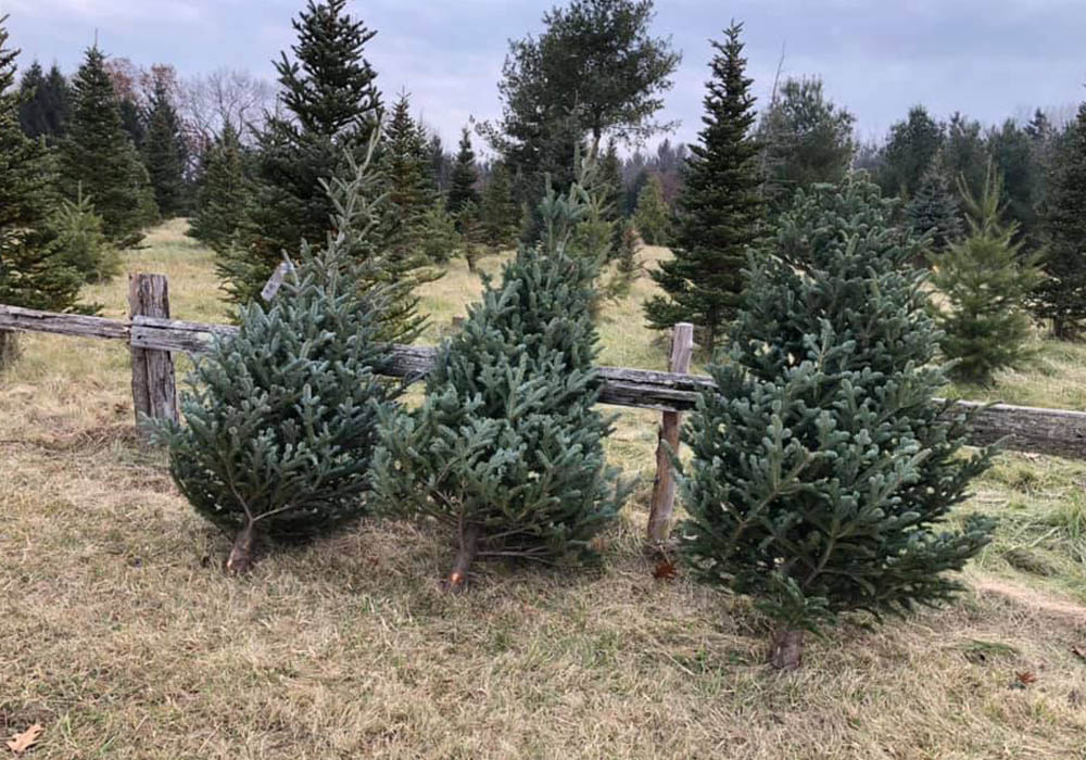 The Best Christmas Tree Delivery Service Option: Christmas Trees Now
