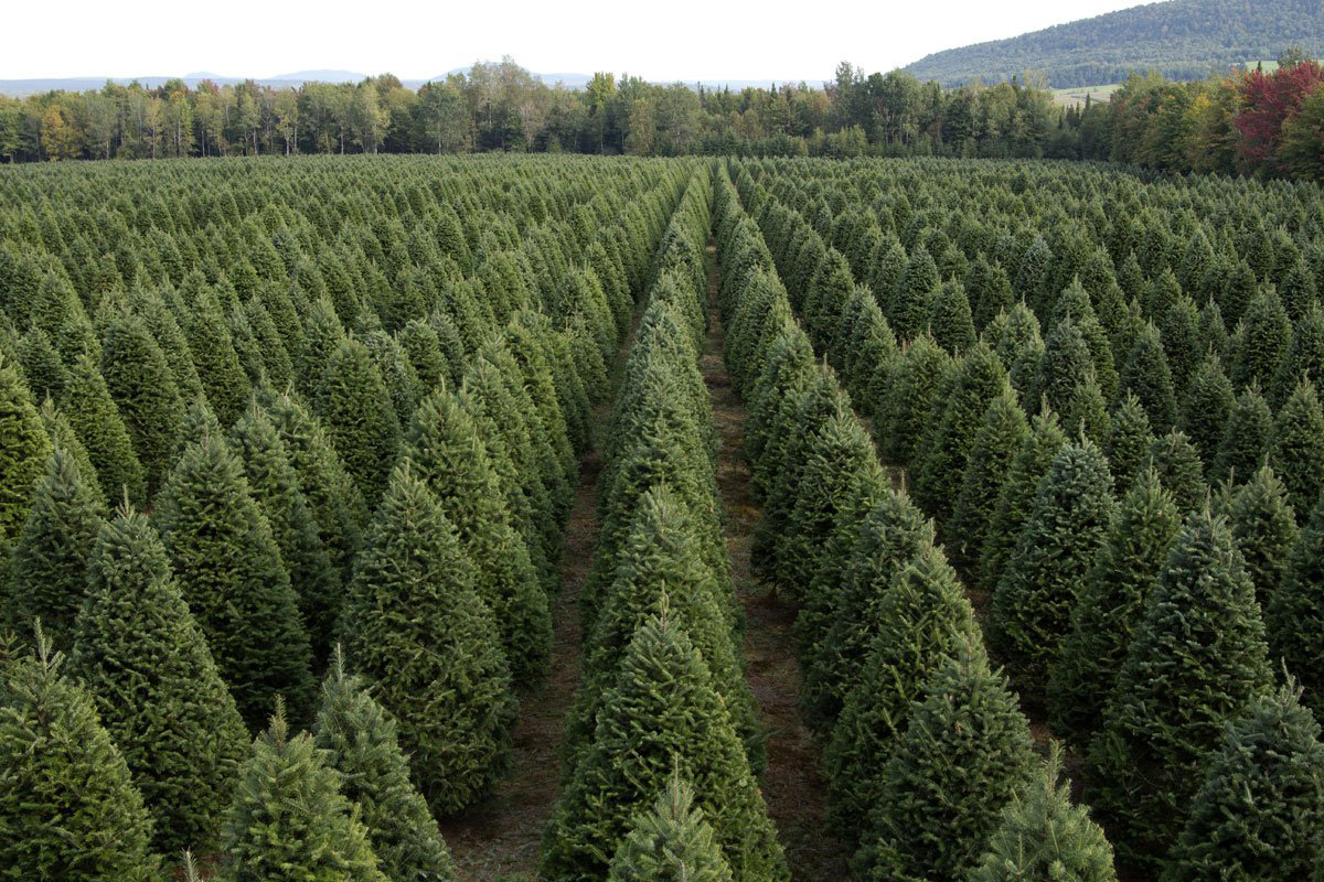 The Best Christmas Tree Delivery Service Option: Christmas Trees in the Mail