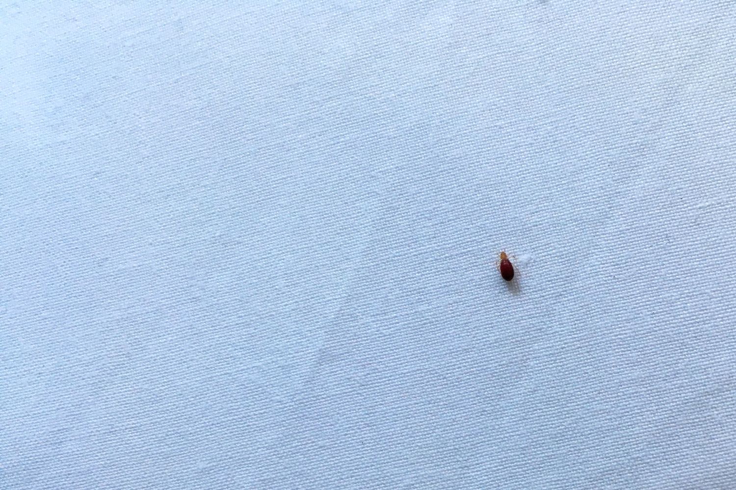 What Attracts Bed Bugs