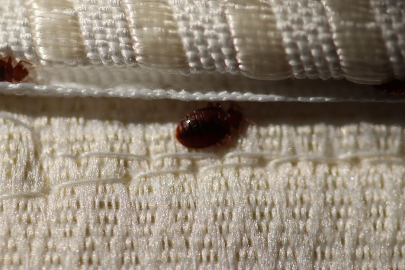 What Attracts Bed Bugs? How To Prevent a Bed Bug Infestation Bob Vila