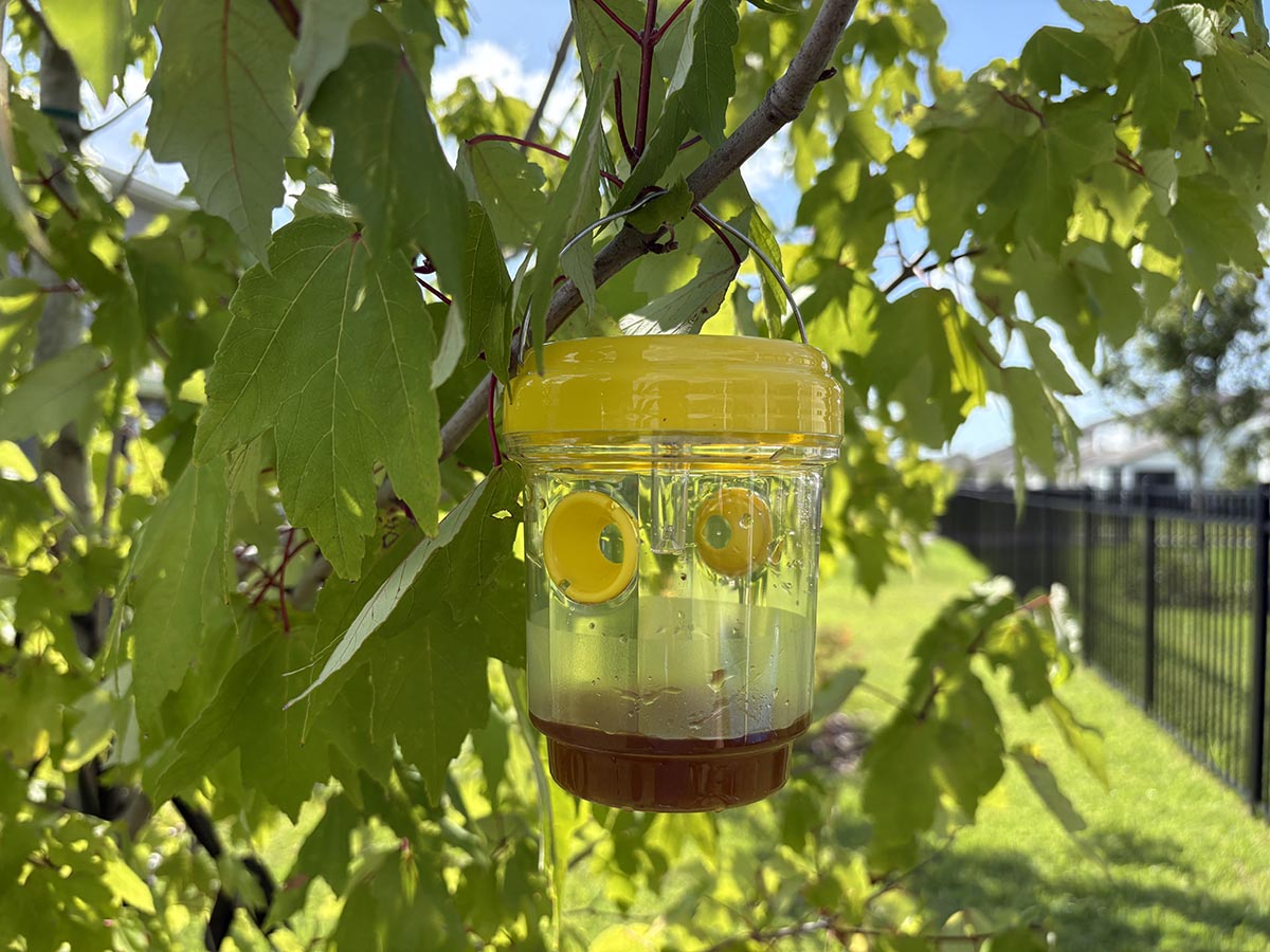 XPEST wasp trap