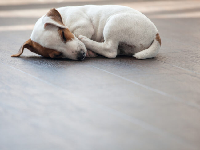 A dog laying on flooring