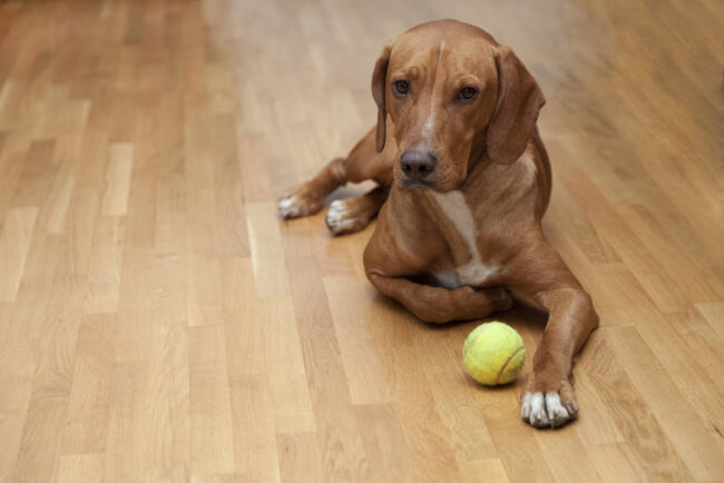 A dog laying down on flooring