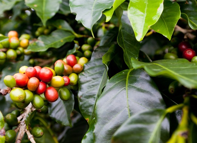 coffee plant care