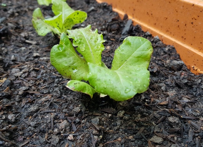 how to grow lettuce indoors