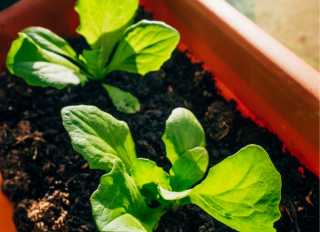 how to grow lettuce indoors