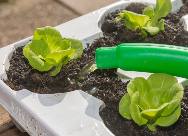 how to grow lettuce indoors