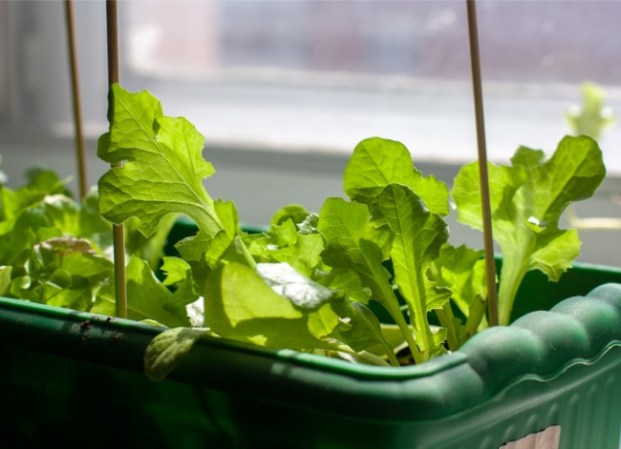 How to Grow Lettuce Indoors for Fresh Salad Greens Year Round