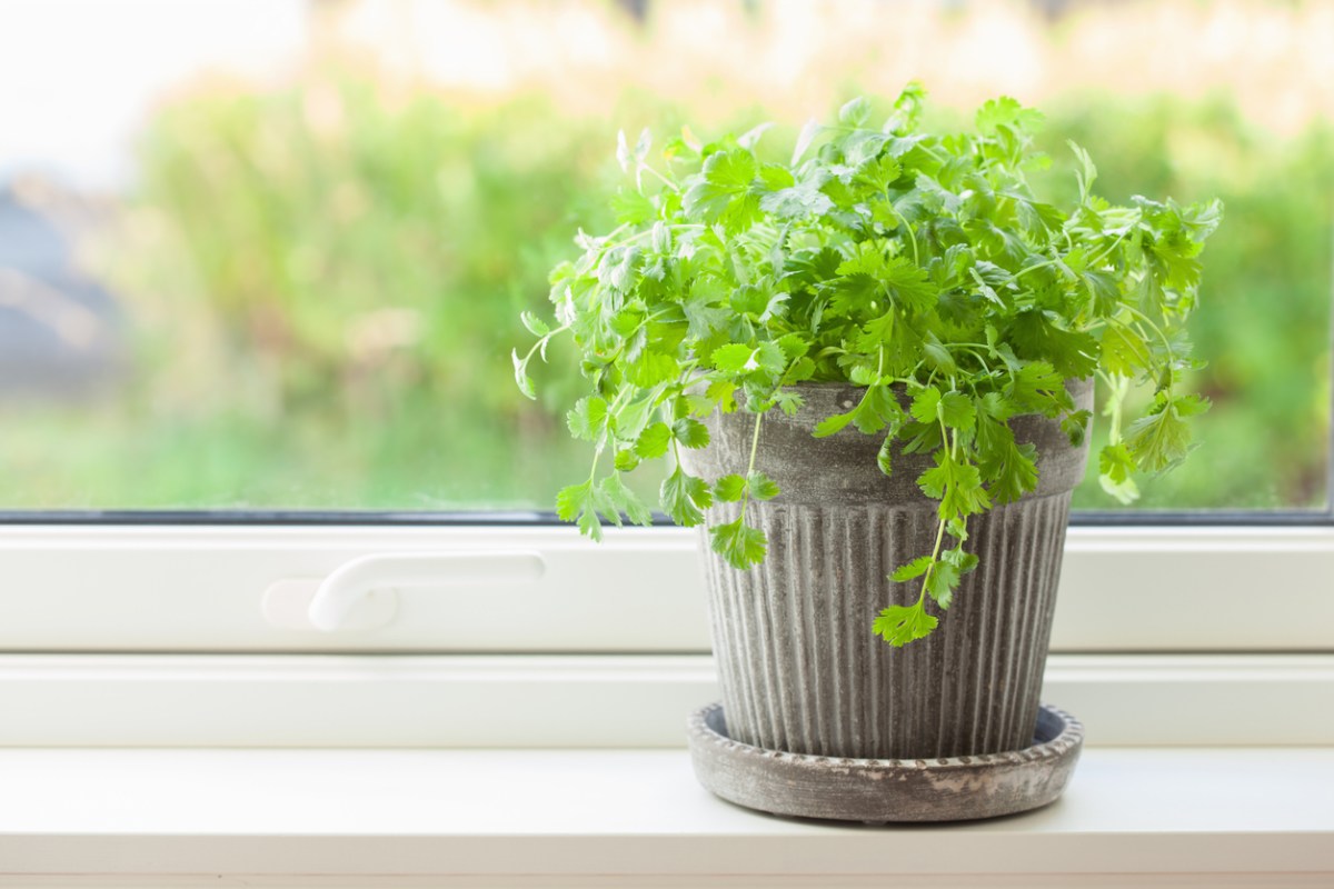 how to grow cilantro indoors