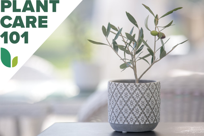 Indoor Olive Tree Care: Meet the Houseplant That Loves a Good South-Facing Window