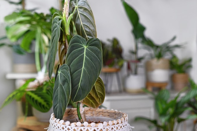 23 Philodendron Varieties Perfect for Filling Out Your Houseplant Collection