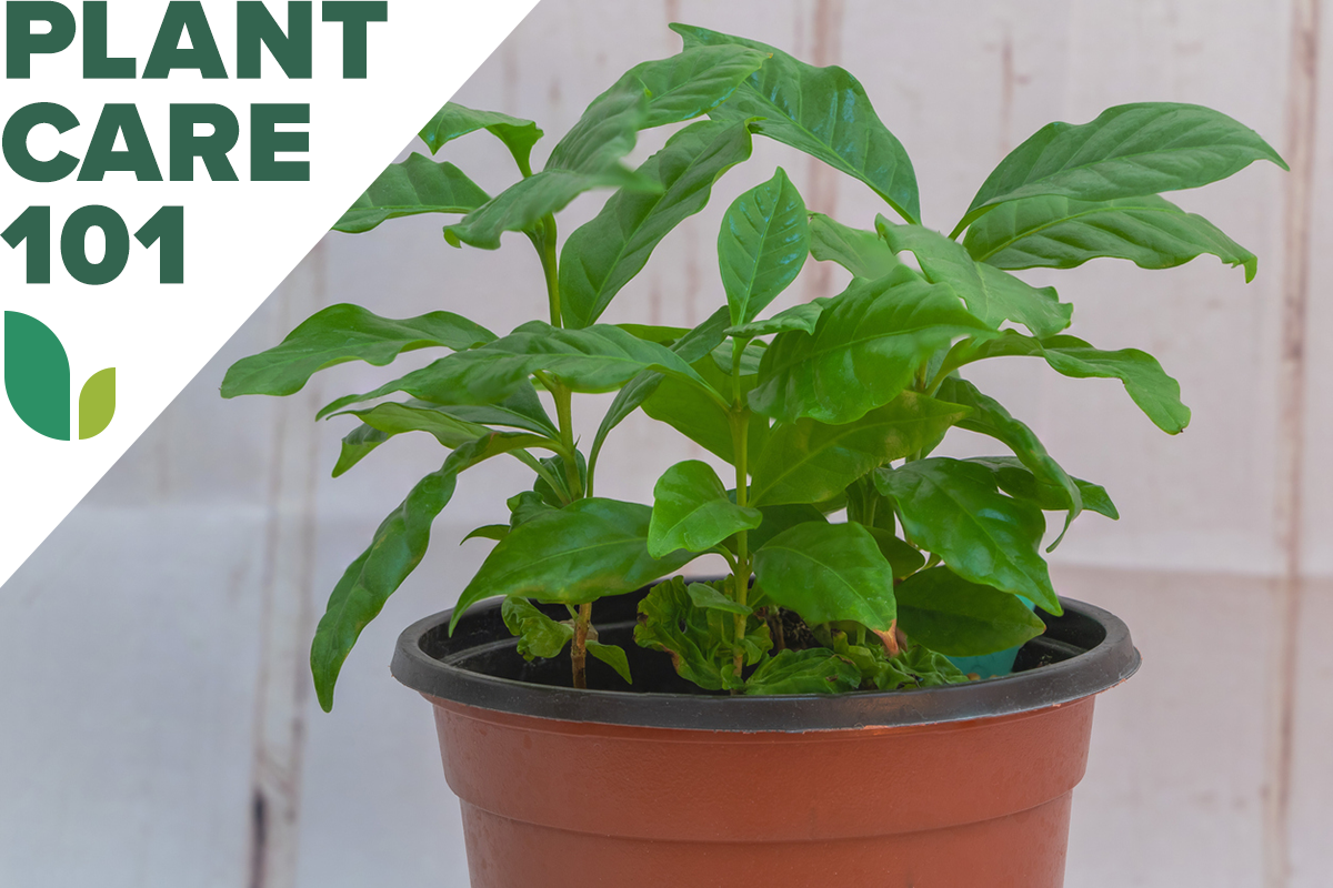 coffee plant care 101 - how to grow coffee plant indoors
