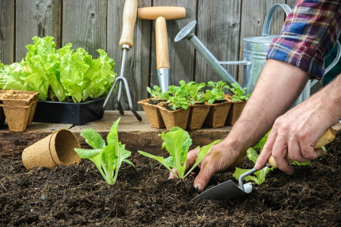 The Dos and Don’ts of Mulching the Garden