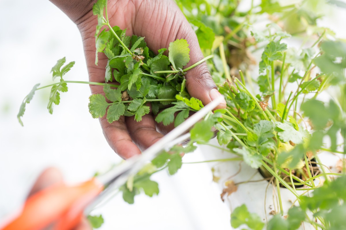 How to Grow Cilantro Indoors for Fresh Herbs Year Round - Bob Vila