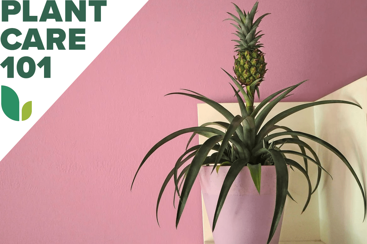 pineapple plant care 101 - how to grow pineapple plant indoors