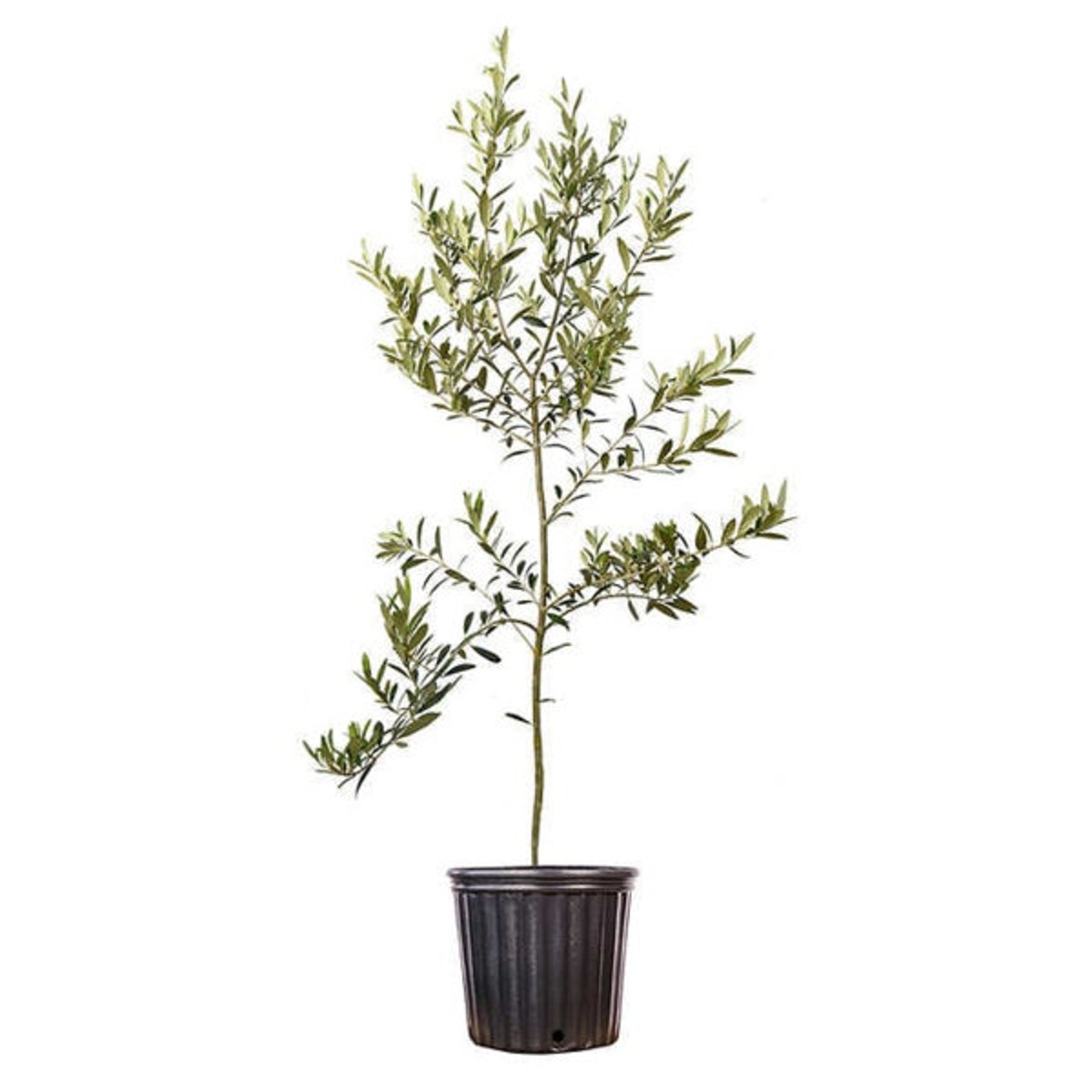 how to grow an olive tree indoors