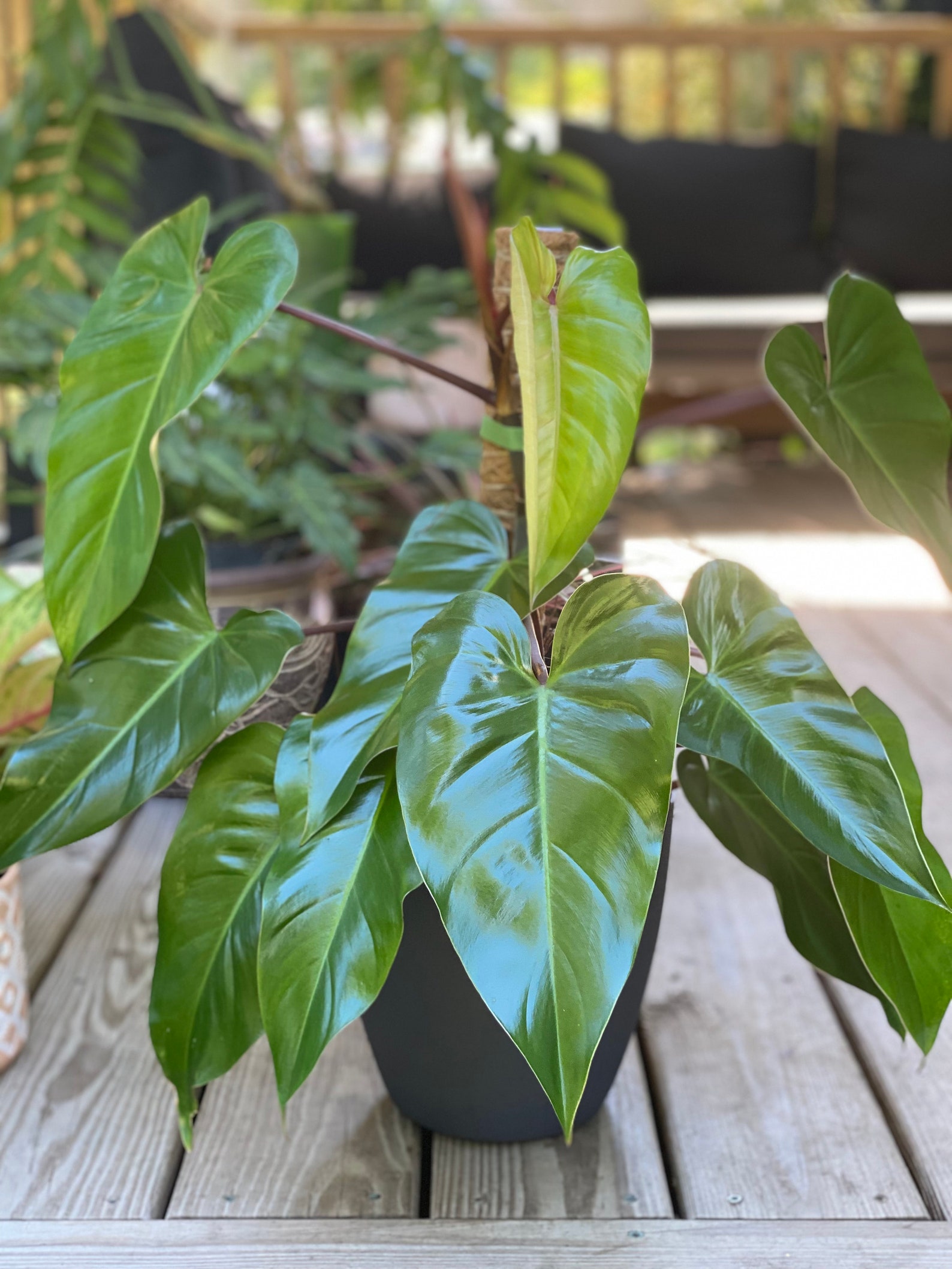 philodendron varieties