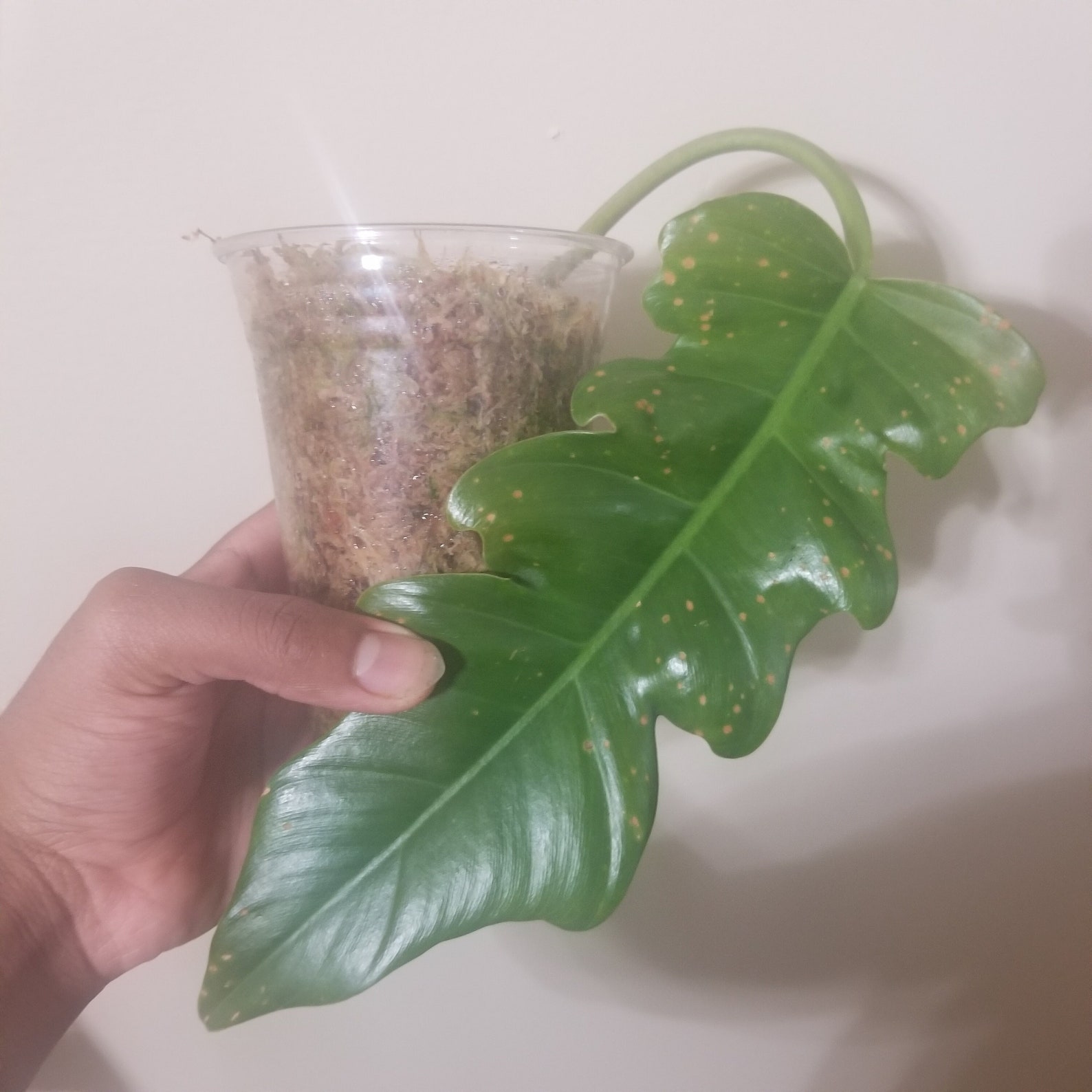 philodendron varieties