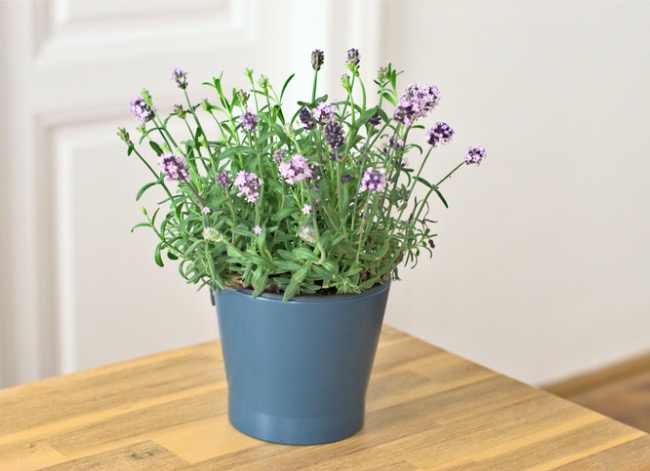 how to grow lavender indoors