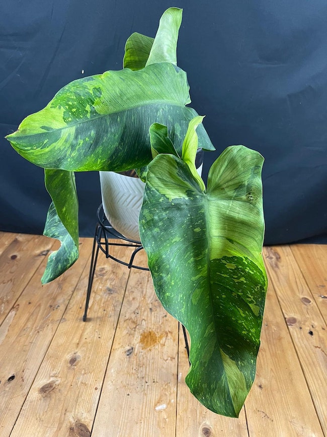 mottled imbe philodendron varieties