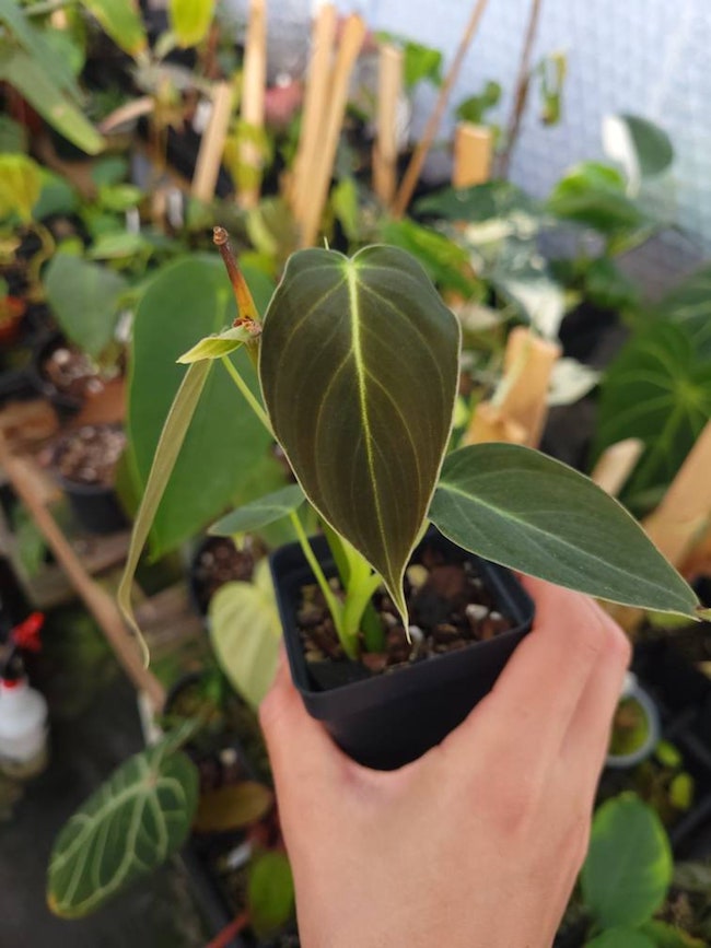 velour philodendron varieties