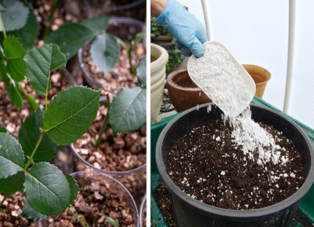 Vermiculite vs. Perlite: Which is Best for Your Potted Plants?