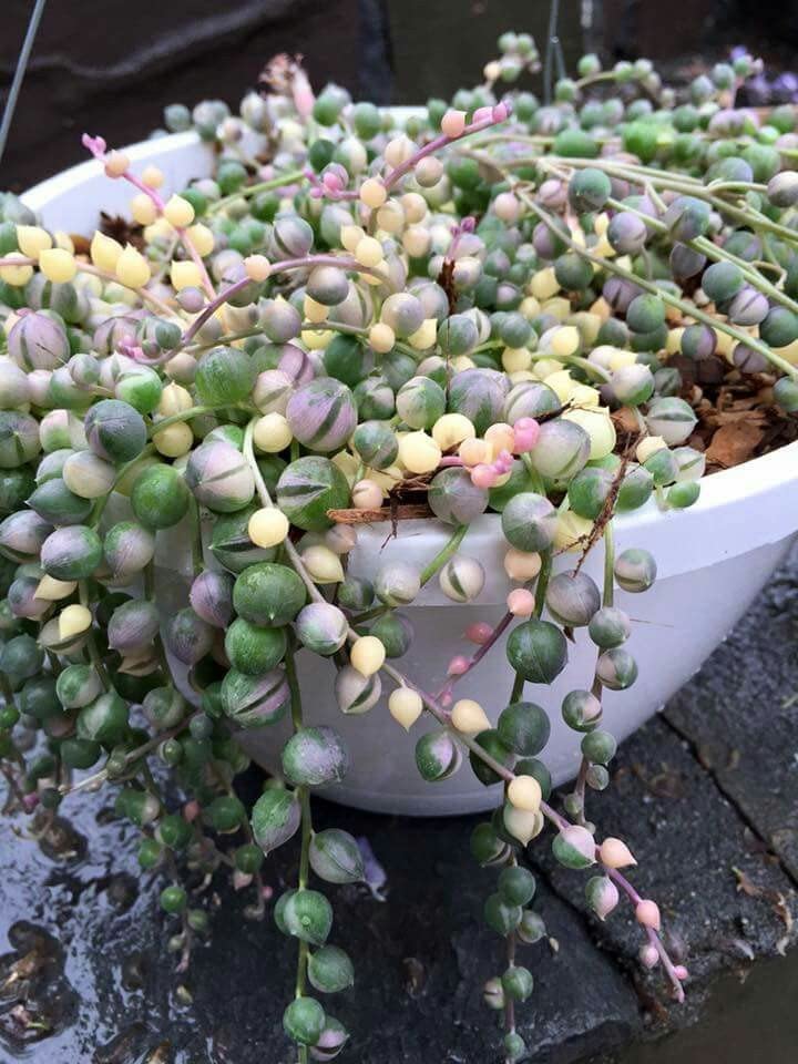Variegated String of Pearls in a Pot after being watered