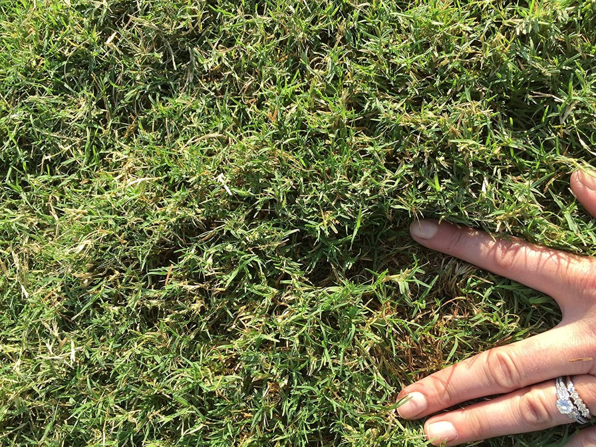 The 6 Best Bermuda Grass Seed Options Bob Vila