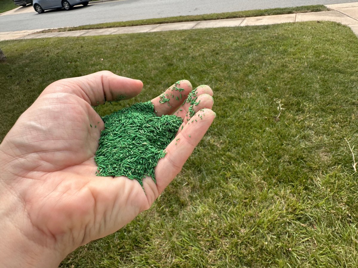 a person holds in his hand bermuda grass seed