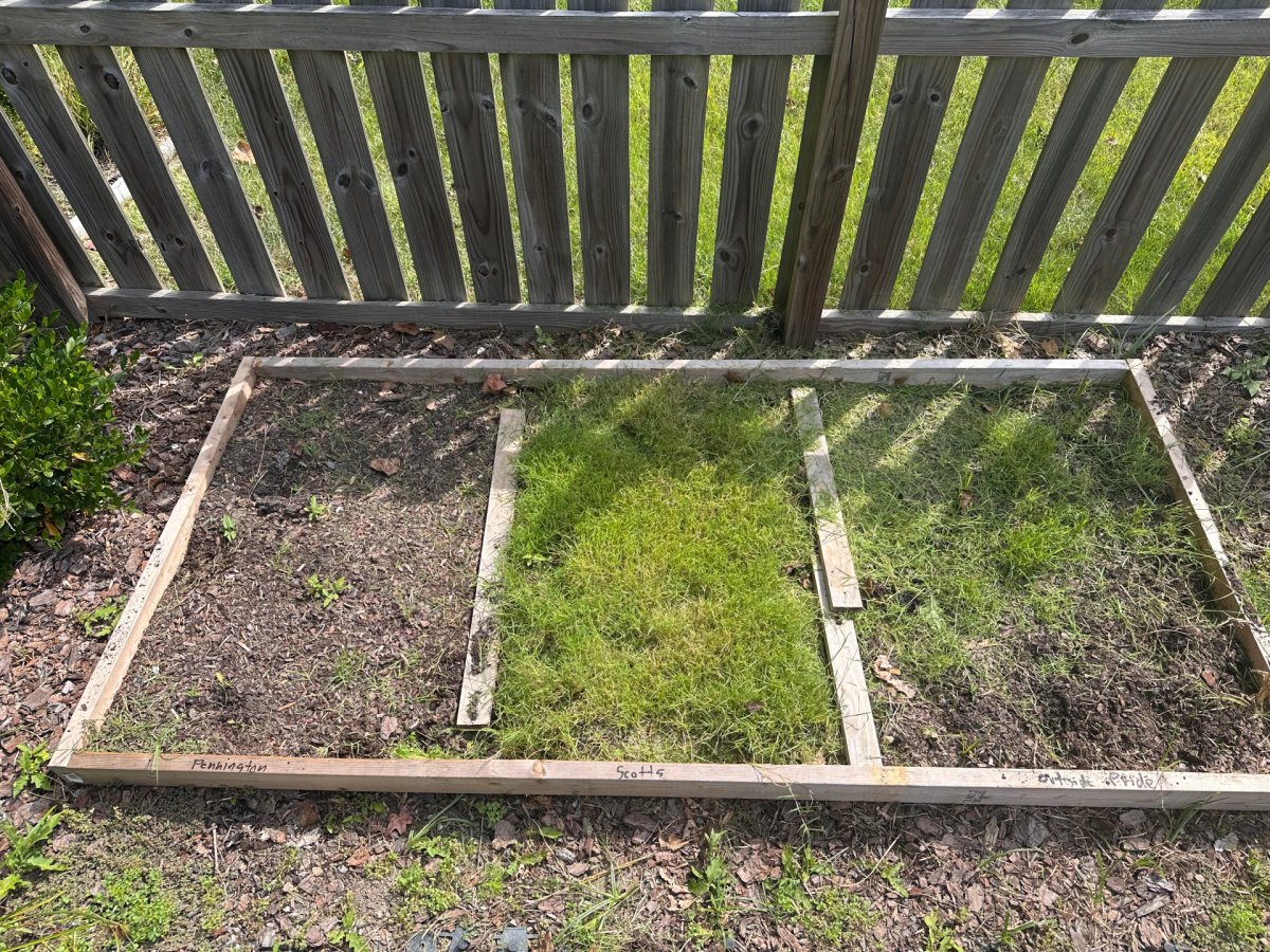 Options of the best Bermuda grass seed lay out in a garden