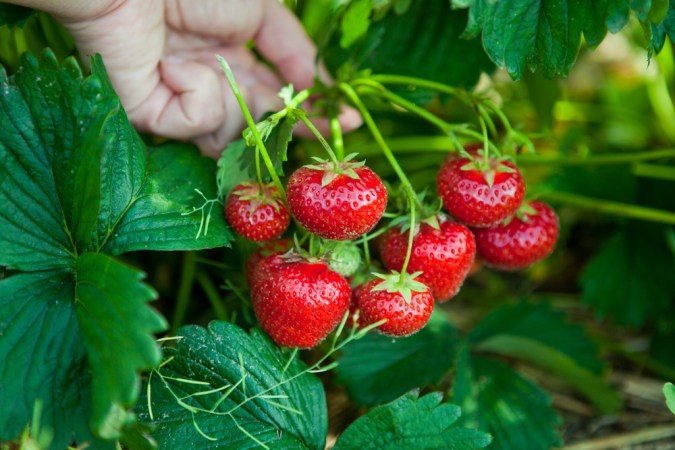 The Best Fertilizer for Strawberries