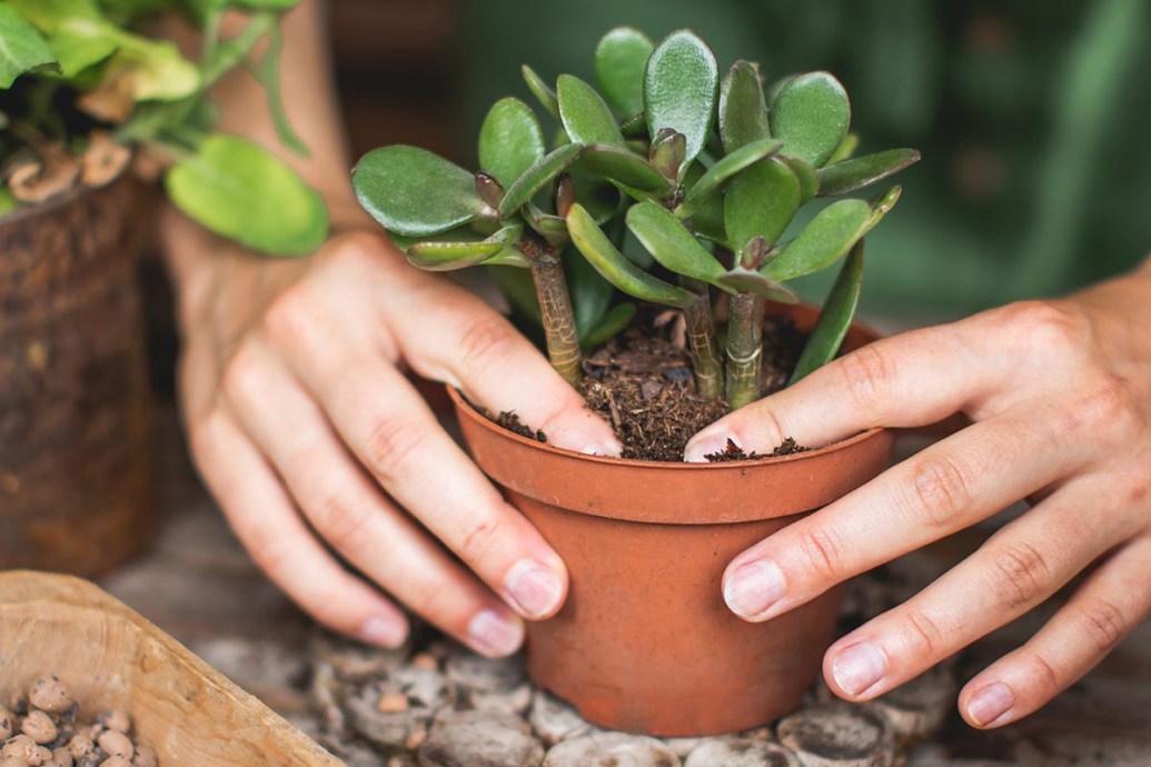 The Best Soil for Jade Plants - Top Picks by Bob Vila