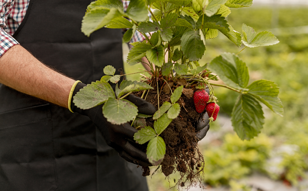 The Best Soil For Strawberries Options