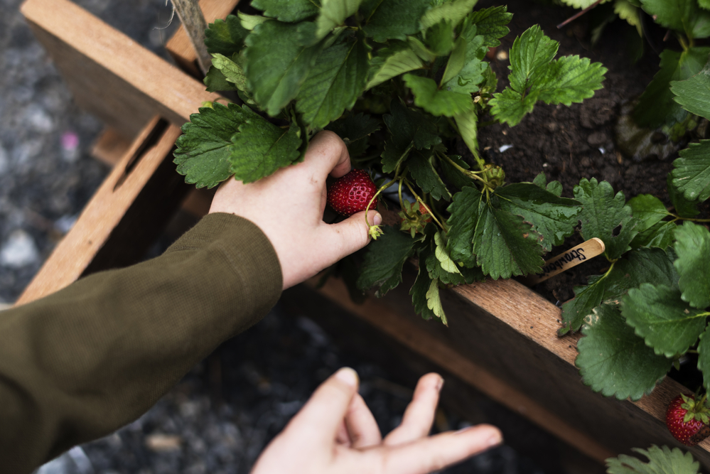 The Best Soil For Strawberries Options