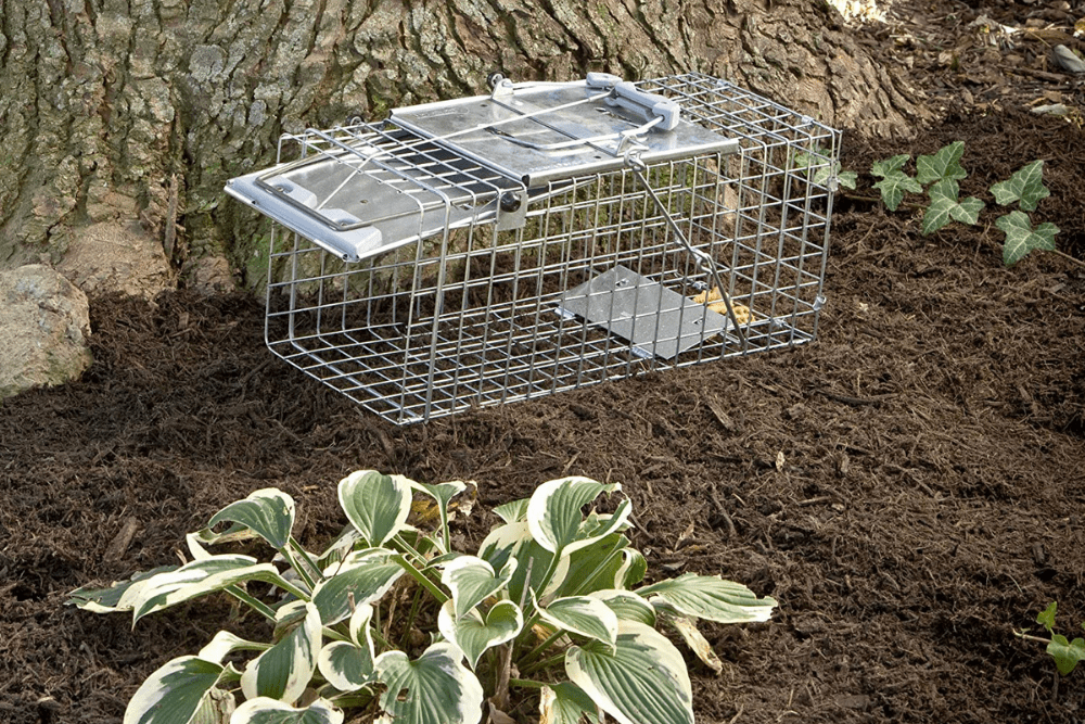 Best Squirrel Traps