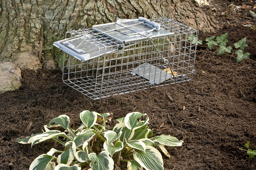 The Best Squirrel Traps Top Picks from Bob Vila