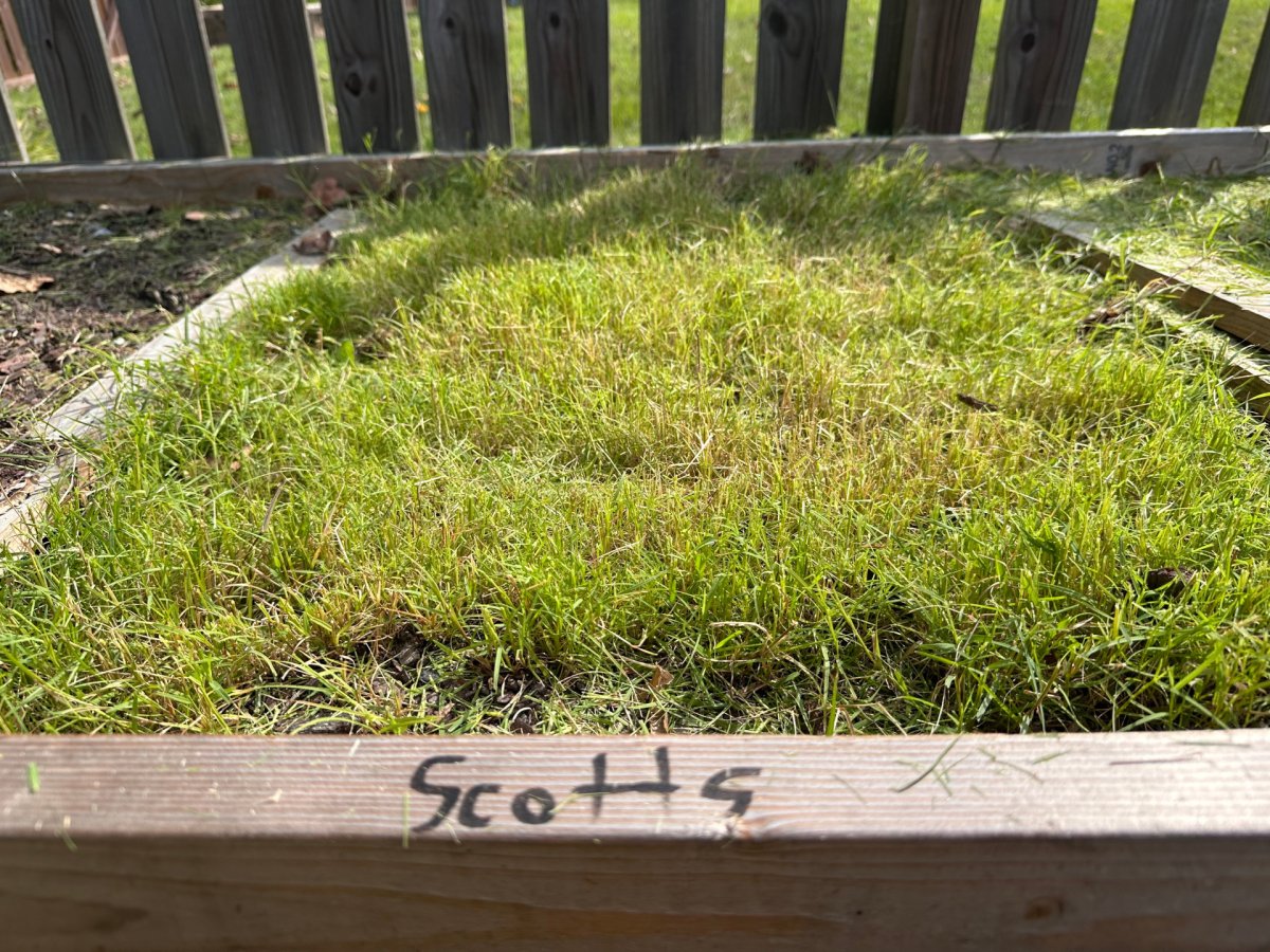 Scotts Bermuda Grass Seed