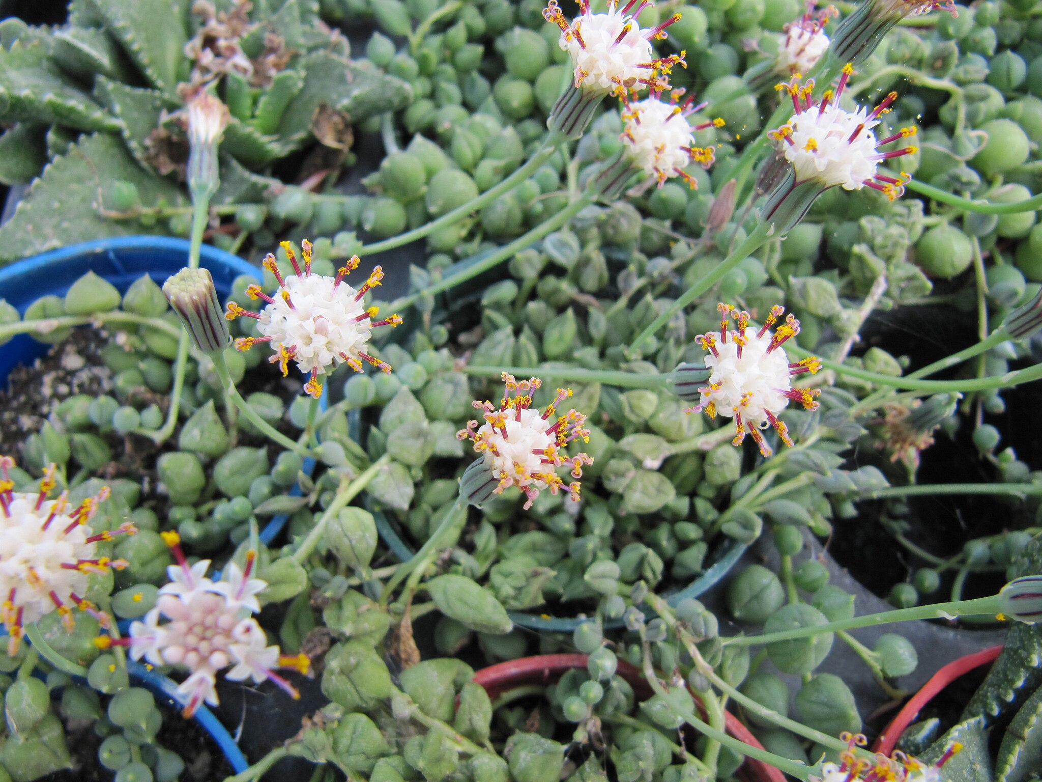 String-of-Pearls with white flowers