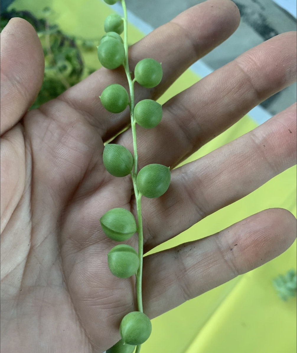 String of Pearls Succulent Cutting in Hand