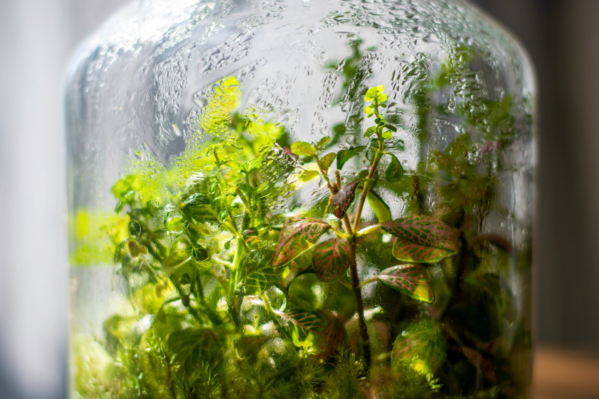 Plants in a closed glass bottle terrarium with condensation collecting on the inside of the jar.