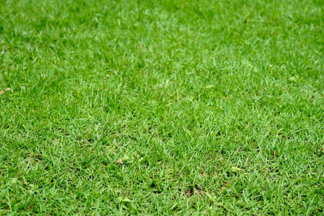 The Best Bermuda Grass Seed Option