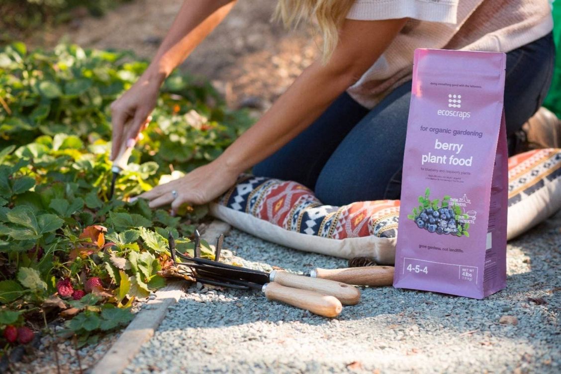 The best fertilizer for blueberries recommended by bob vila