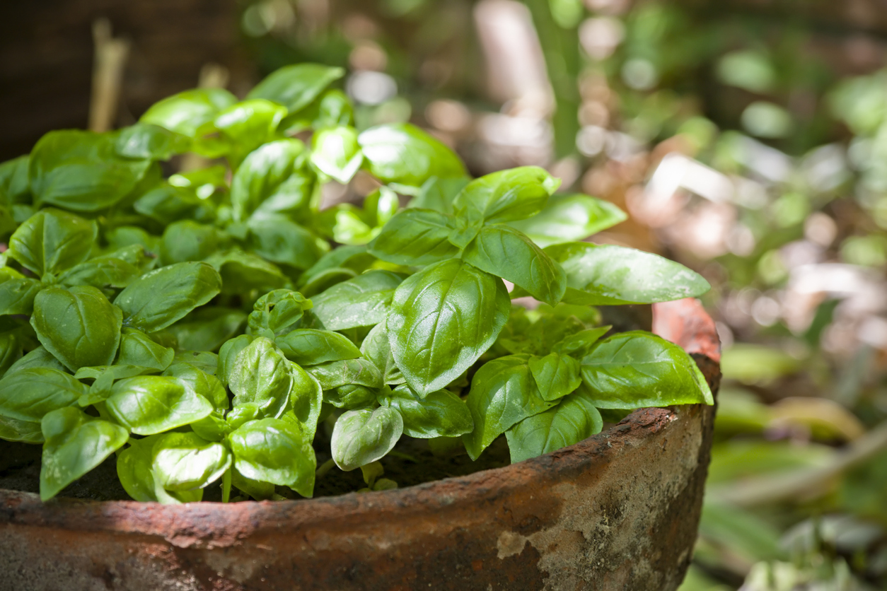 best herbs to grow indoors
