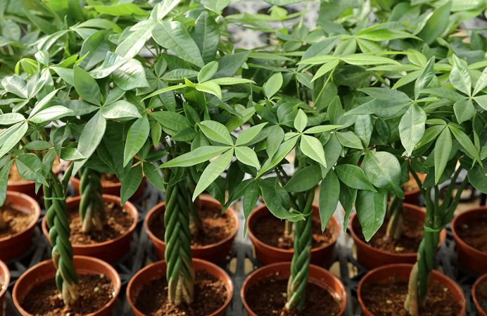 best soil for money tree
