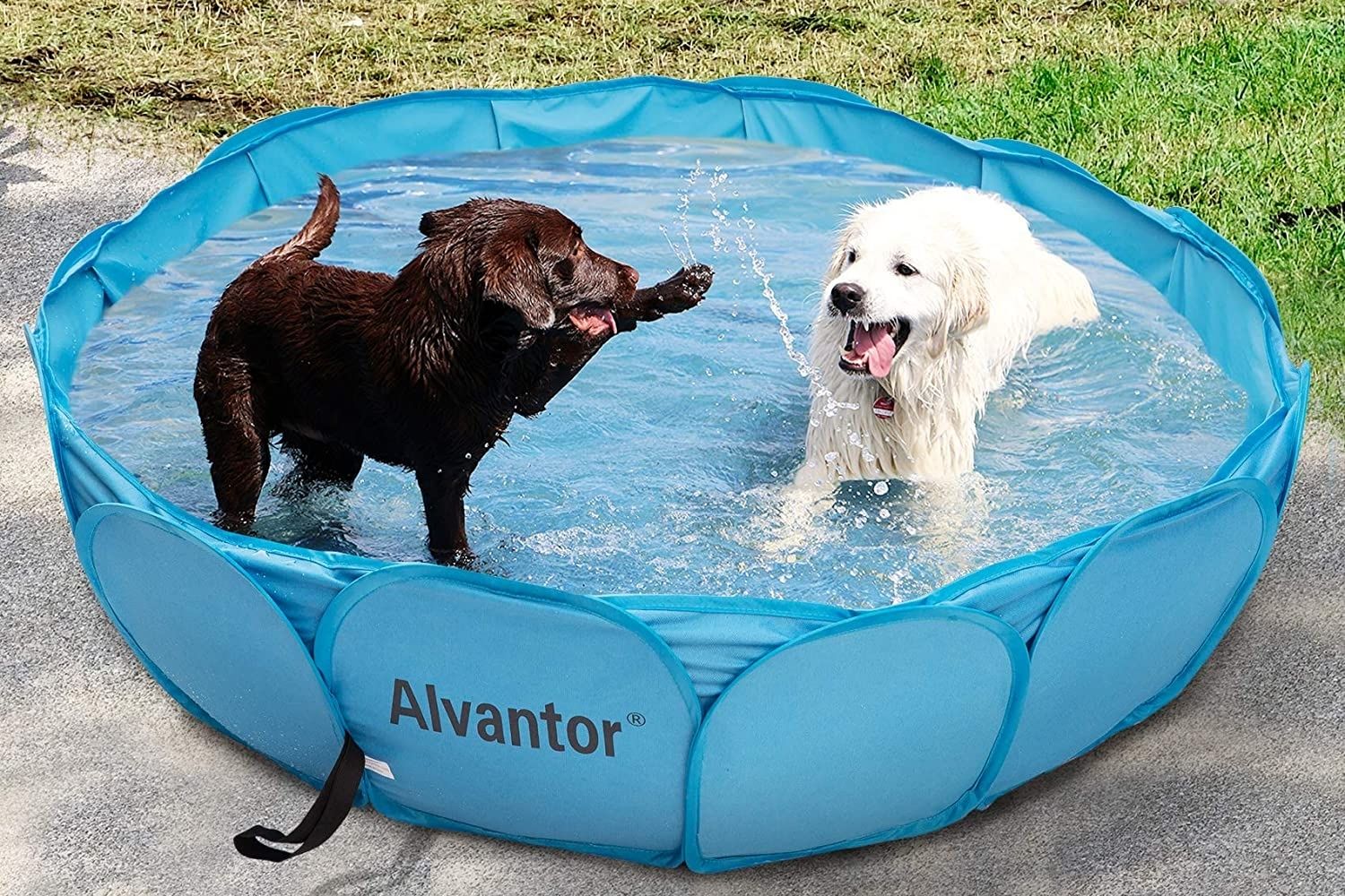The Best Dog Pool Options