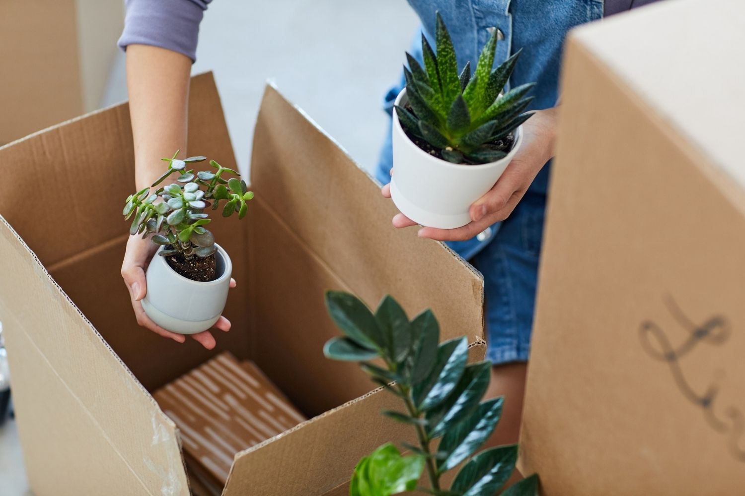 The Best Plant Delivery Service Option: The Home Depot